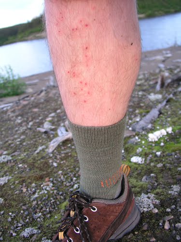 Damn bugs!